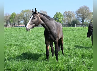 Oldenburger Springpaard, Ruin, 3 Jaar, 175 cm, Schimmel