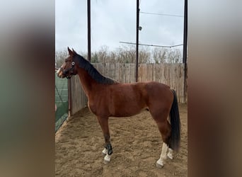 Oldenburger Springpaard, Ruin, 3 Jaar, Lichtbruin