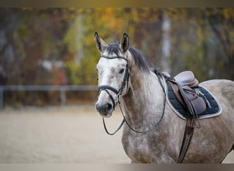 Oldenburger Springpaard, Ruin, 3 Jaar, Schimmel