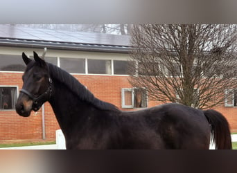 Oldenburger Springpaard, Ruin, 3 Jaar, Zwartbruin