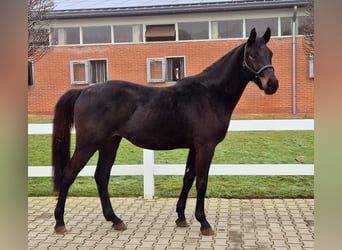 Oldenburger Springpaard, Ruin, 3 Jaar, Zwartbruin