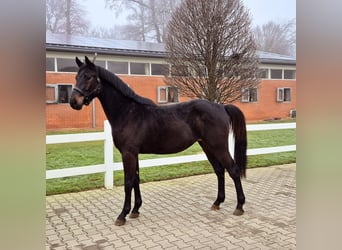 Oldenburger Springpaard, Ruin, 3 Jaar, Zwartbruin