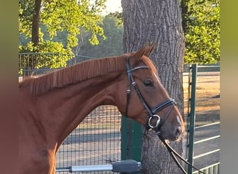 Oldenburger Springpaard, Ruin, 4 Jaar, 164 cm, Vos