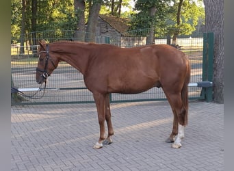 Oldenburger Springpaard, Ruin, 4 Jaar, 164 cm, Vos