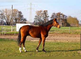 Oldenburger Springpaard, Ruin, 4 Jaar, 168 cm, Bruin