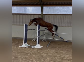 Oldenburger Springpaard, Ruin, 4 Jaar, 168 cm, Bruin