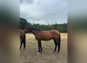 Oldenburger Springpaard, Ruin, 4 Jaar, 168 cm, Donkerbruin