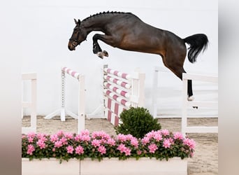 Oldenburger Springpaard, Ruin, 4 Jaar, 168 cm, Donkerbruin
