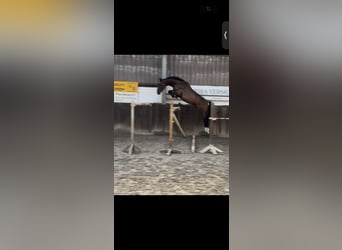 Oldenburger Springpaard, Ruin, 4 Jaar, 168 cm, Donkerbruin