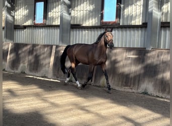 Oldenburger Springpaard, Ruin, 4 Jaar, 168 cm, Donkerbruin