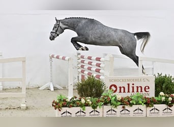 Oldenburger Springpaard, Ruin, 4 Jaar, 168 cm, Schimmel