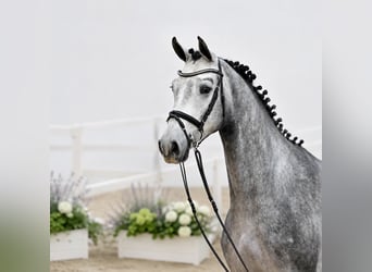 Oldenburger Springpaard, Ruin, 4 Jaar, 168 cm, Schimmel