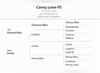 Oldenburger Springpaard, Ruin, 4 Jaar, 168 cm, Schimmel