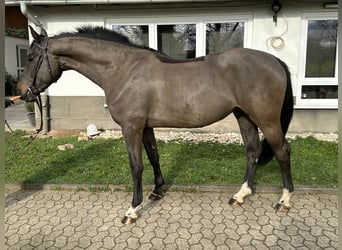 Oldenburger Springpaard, Ruin, 4 Jaar, 168 cm, Zwartbruin