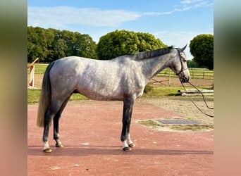 Oldenburger Springpaard, Ruin, 4 Jaar, 169 cm, Schimmel