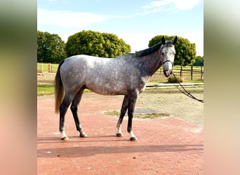Oldenburger Springpaard, Ruin, 4 Jaar, 169 cm, Schimmel