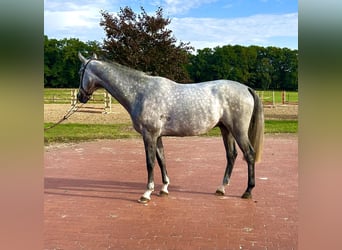 Oldenburger Springpaard, Ruin, 4 Jaar, 169 cm, Schimmel