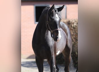 Oldenburger Springpaard, Ruin, 4 Jaar, 169 cm, Zwartbruin