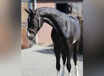 Oldenburger Springpaard, Ruin, 4 Jaar, 169 cm, Zwartbruin