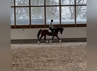 Oldenburger Springpaard, Ruin, 4 Jaar, 170 cm, Bruin