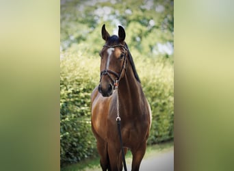 Oldenburger Springpaard, Ruin, 4 Jaar, 170 cm, Bruin