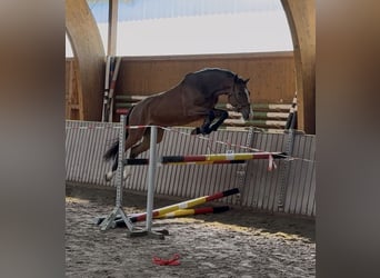 Oldenburger Springpaard, Ruin, 4 Jaar, 170 cm, Bruin