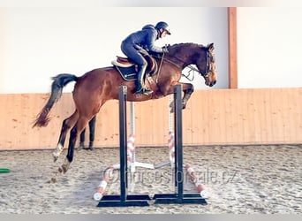 Oldenburger Springpaard, Ruin, 4 Jaar, 170 cm, Bruin