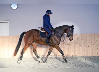 Oldenburger Springpaard, Ruin, 4 Jaar, 170 cm, Bruin