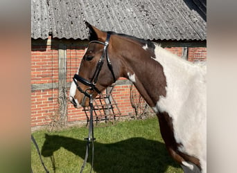 Oldenburger Springpaard, Ruin, 4 Jaar, 170 cm, Gevlekt-paard