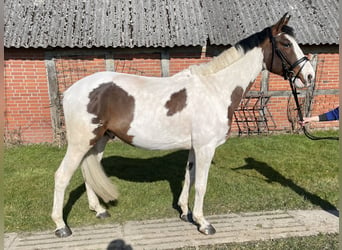 Oldenburger Springpaard, Ruin, 4 Jaar, 170 cm, Gevlekt-paard