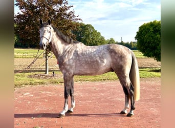 Oldenburger Springpaard, Ruin, 4 Jaar, 170 cm, Schimmel