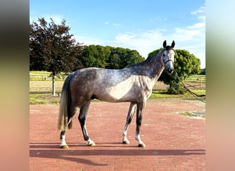 Oldenburger Springpaard, Ruin, 4 Jaar, 170 cm, Schimmel