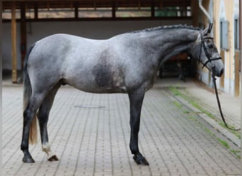Oldenburger Springpaard, Ruin, 4 Jaar, 170 cm, Schimmel