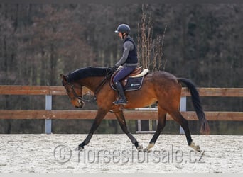Oldenburger Springpaard, Ruin, 4 Jaar, 173 cm, Bruin