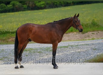 Oldenburger Springpaard, Ruin, 4 Jaar, 173 cm, Bruin