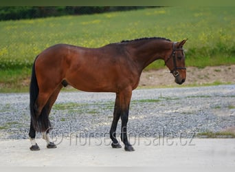 Oldenburger Springpaard, Ruin, 4 Jaar, 173 cm, Bruin