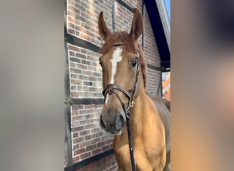 Oldenburger Springpaard, Ruin, 4 Jaar, 173 cm, Donkere-vos