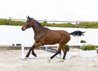 Oldenburger Springpaard, Ruin, 4 Jaar, 175 cm, Bruin