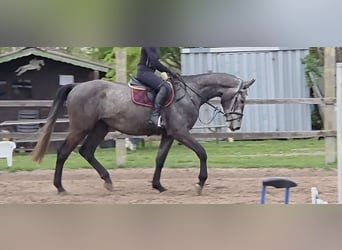 Oldenburger Springpaard, Ruin, 4 Jaar, 176 cm, Appelschimmel