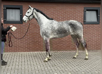 Oldenburger Springpaard, Ruin, 4 Jaar, 177 cm, Schimmel