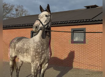 Oldenburger Springpaard, Ruin, 4 Jaar, 177 cm, Schimmel