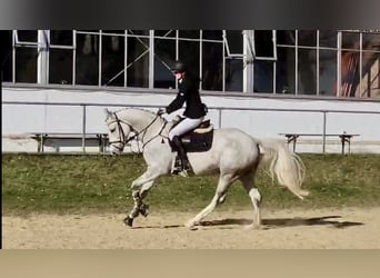 Oldenburger Springpaard, Ruin, 5 Jaar, 163 cm, Schimmel