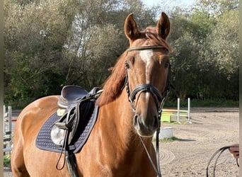 Oldenburger Springpaard, Ruin, 5 Jaar, 163 cm, Vos