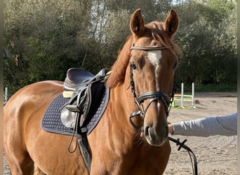 Oldenburger Springpaard, Ruin, 5 Jaar, 163 cm, Vos