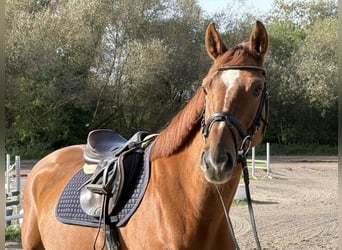 Oldenburger Springpaard, Ruin, 5 Jaar, 163 cm, Vos
