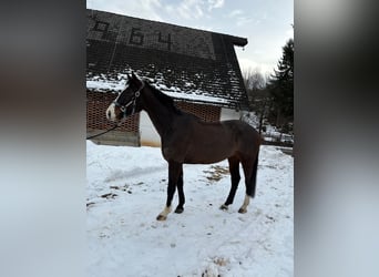 Oldenburger Springpaard, Ruin, 5 Jaar, 165 cm, Donkerbruin