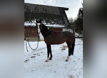 Oldenburger Springpaard, Ruin, 5 Jaar, 165 cm, Donkerbruin