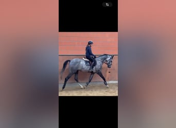 Oldenburger Springpaard, Ruin, 5 Jaar, 165 cm, Schimmel