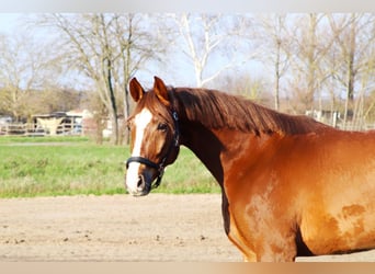 Oldenburger Springpaard, Ruin, 5 Jaar, 165 cm, Vos
