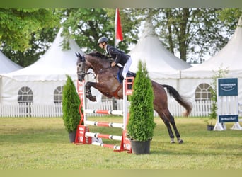 Oldenburger Springpaard, Ruin, 5 Jaar, 166 cm, Appelschimmel